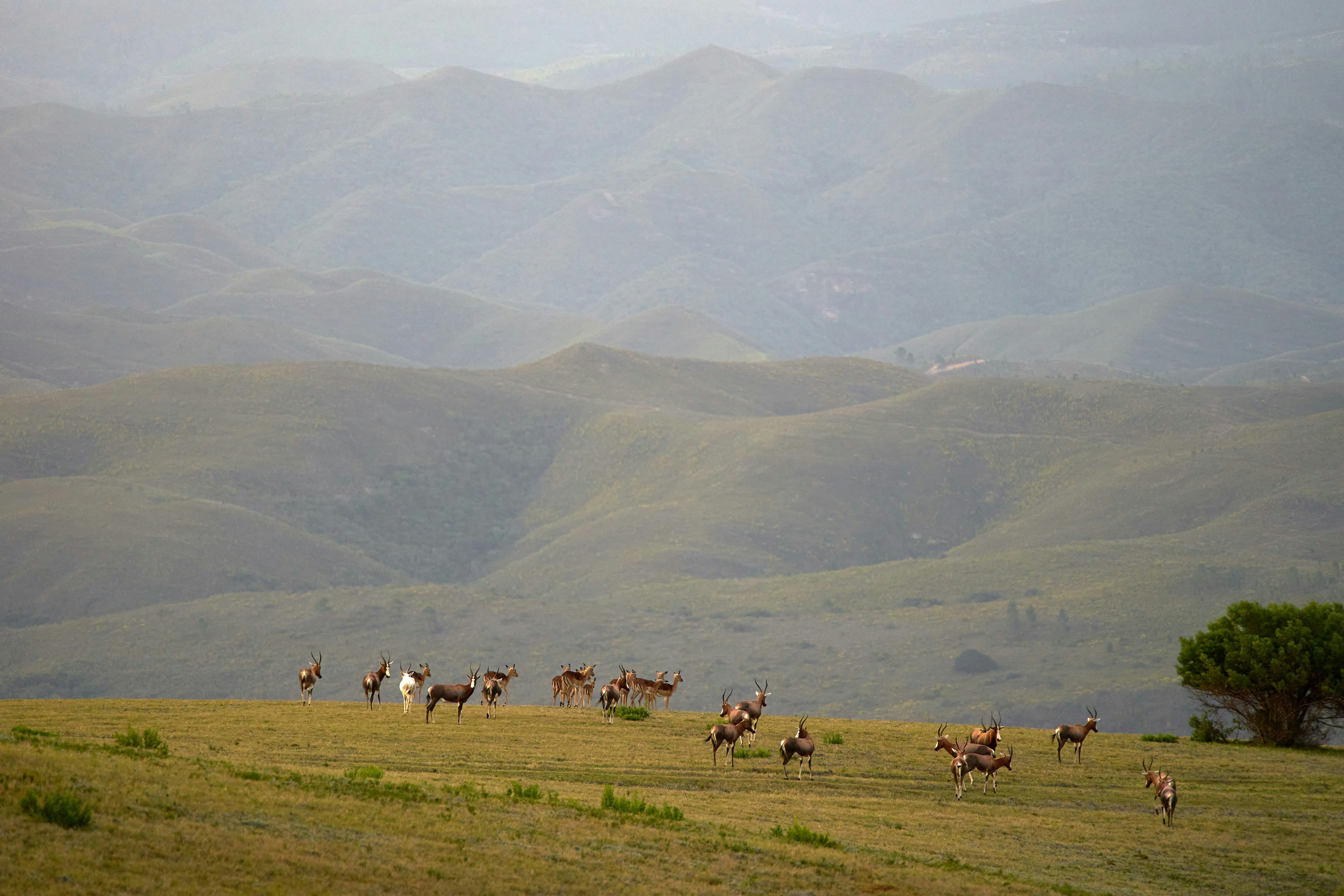 Photo by wolfgang_hasselmann