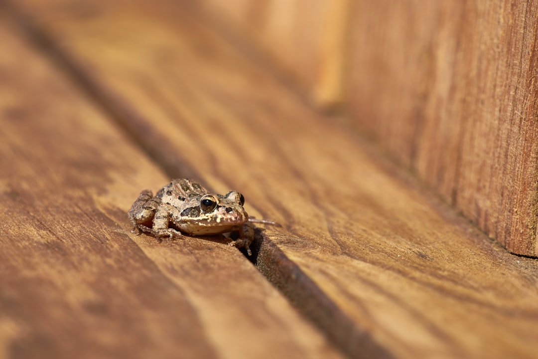 brown frog on brown wood