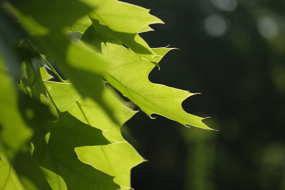 green leaf in close up photography