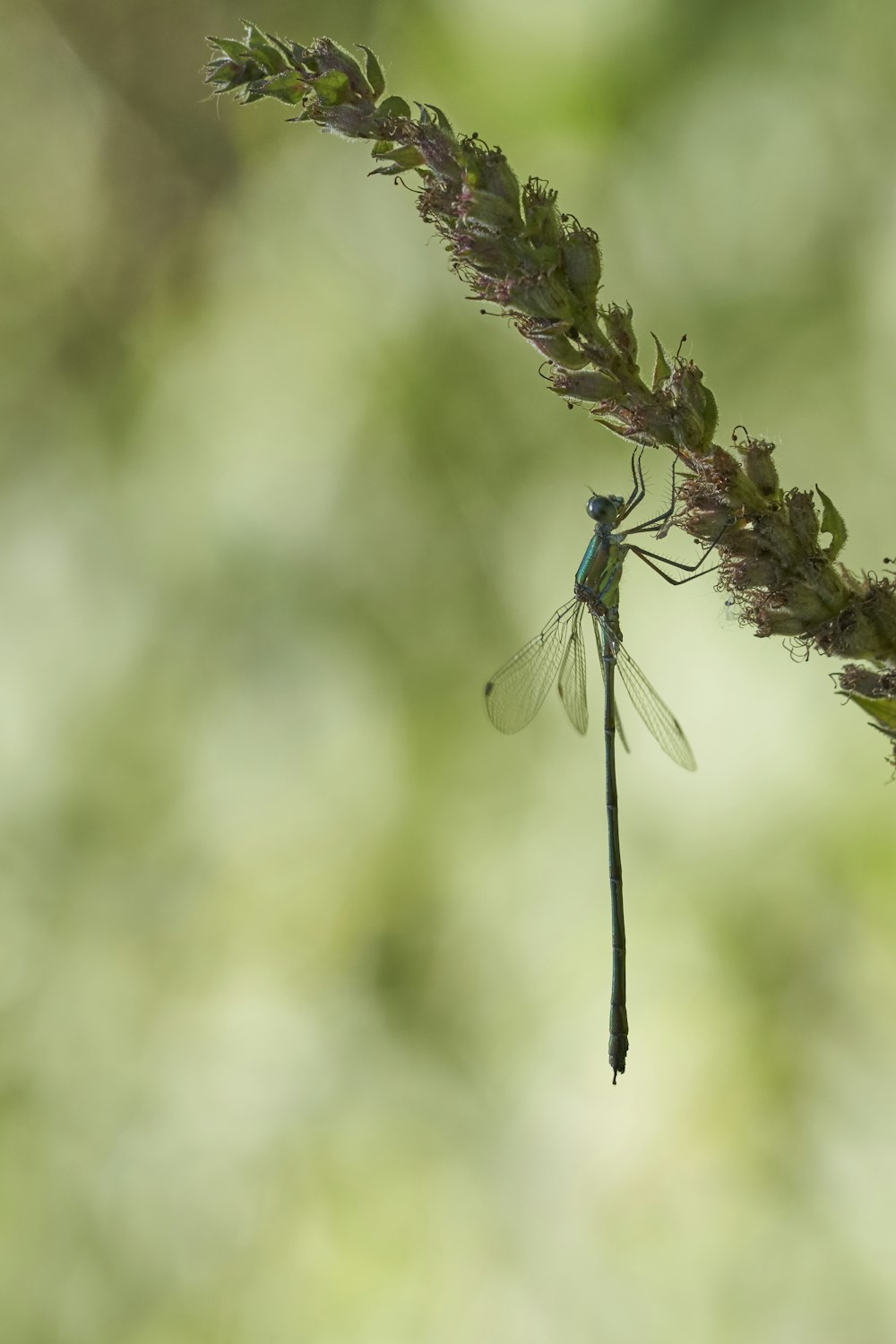 blue and green dragonfly perched on purple flower in close up photography during daytime