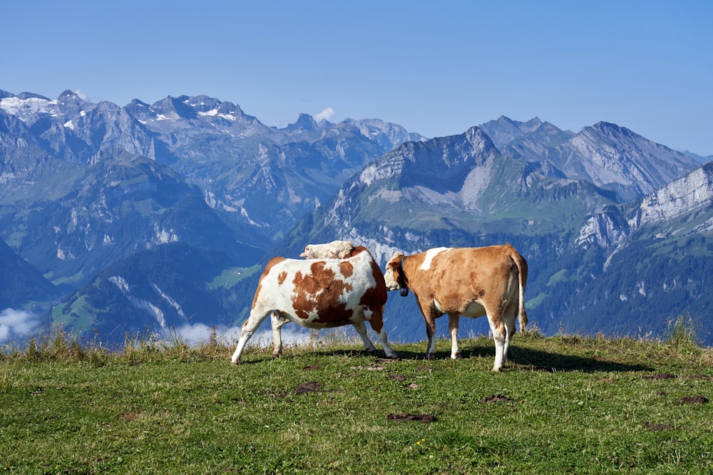 white and brown cow on green grass field during daytime