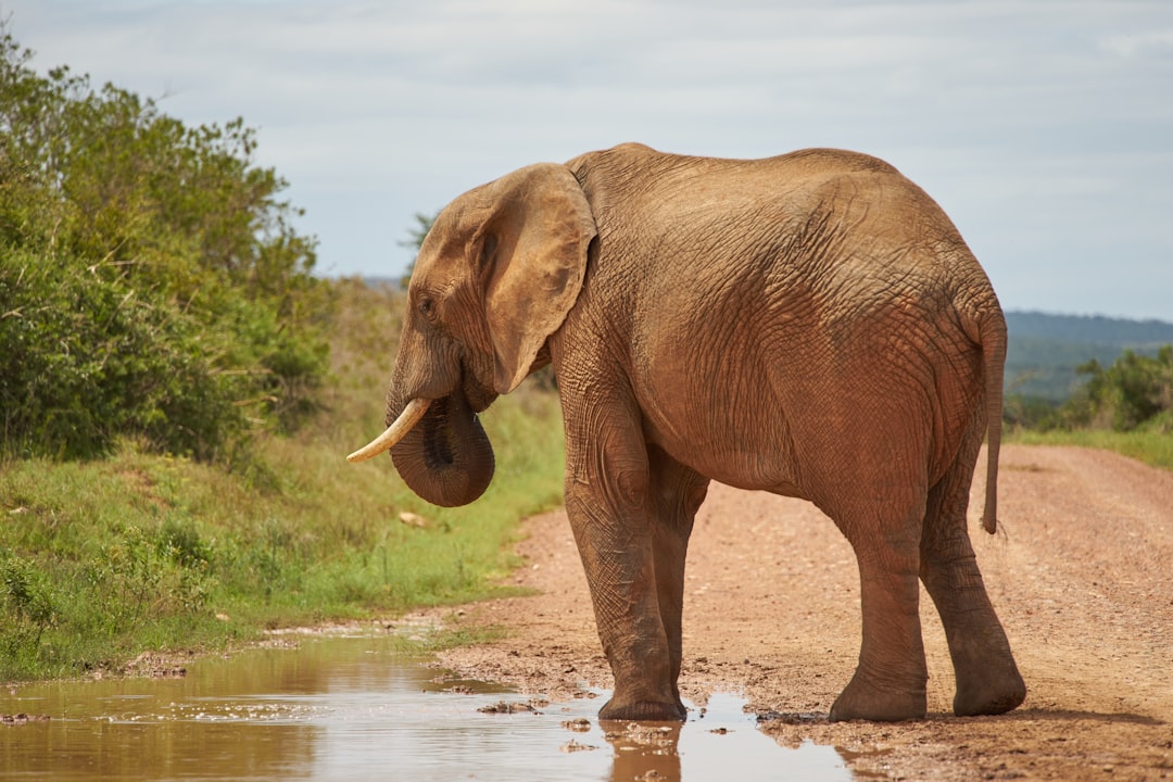 elephant walking on river during daytime
