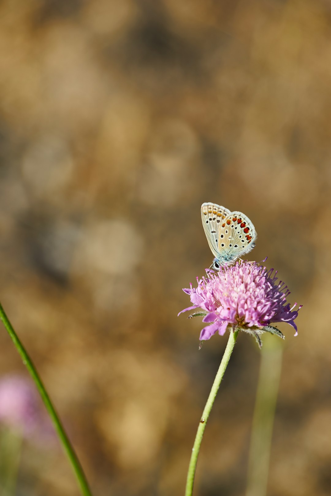 white and brown butterfly perched on purple flower in close up photography during daytime