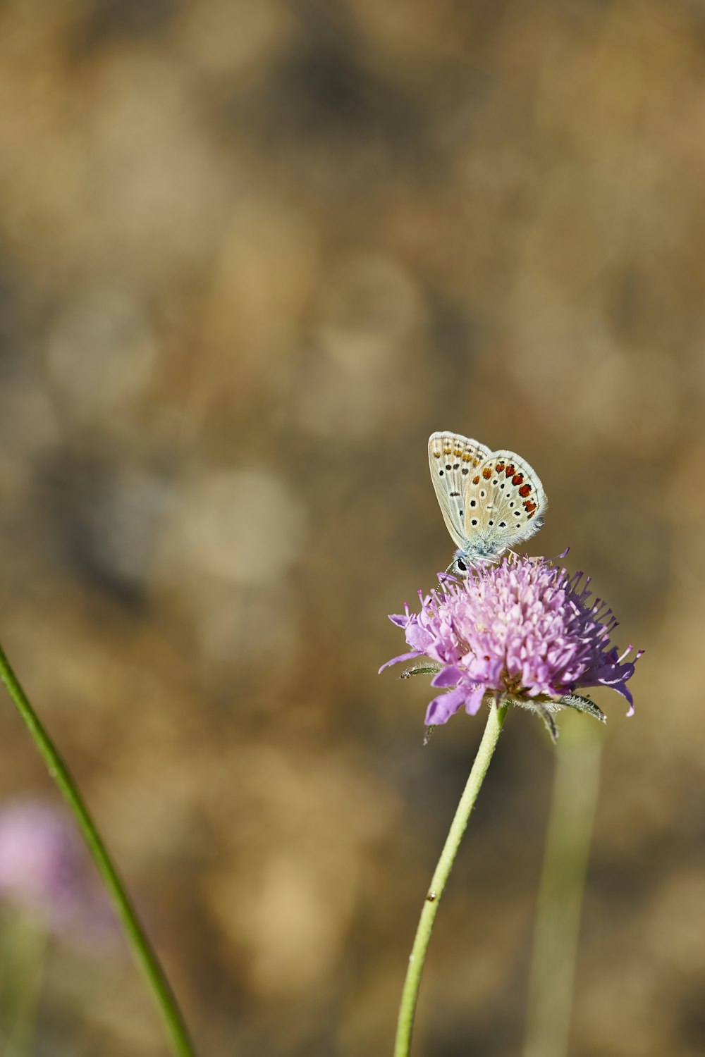 white and brown butterfly perched on purple flower in close up photography during daytime