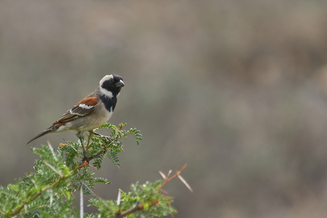 white black and brown bird on green plant