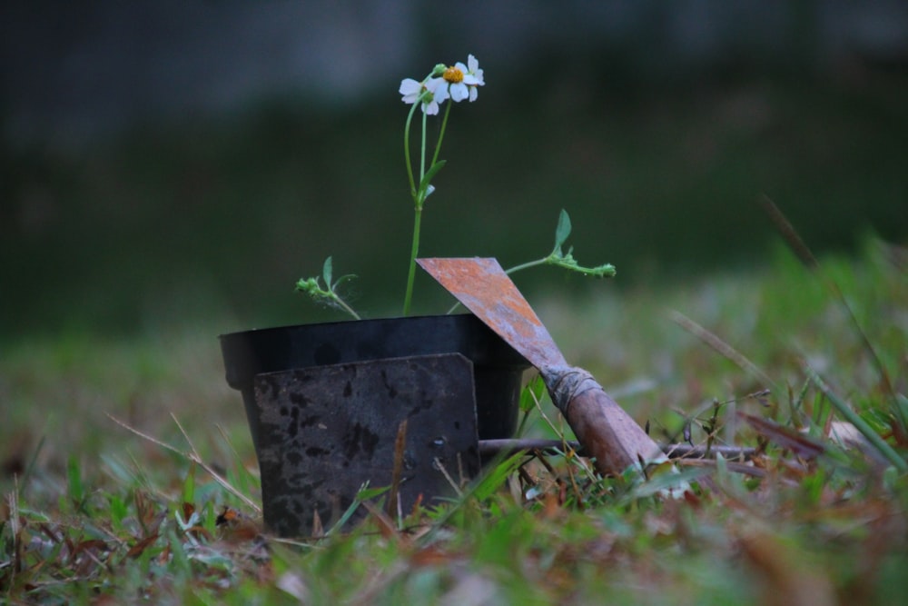 white flower on brown wooden stick