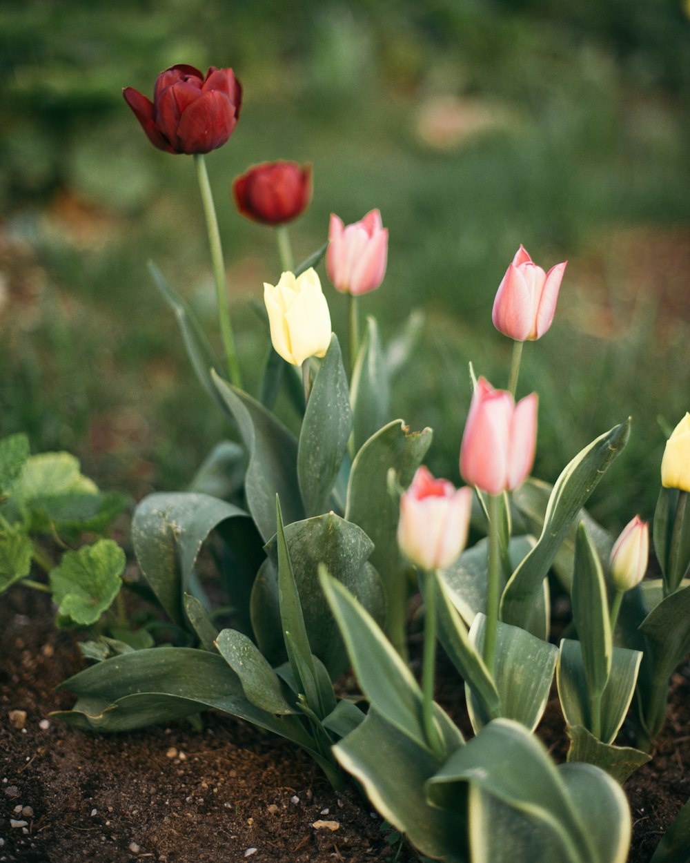 pink and yellow tulips in bloom during daytime