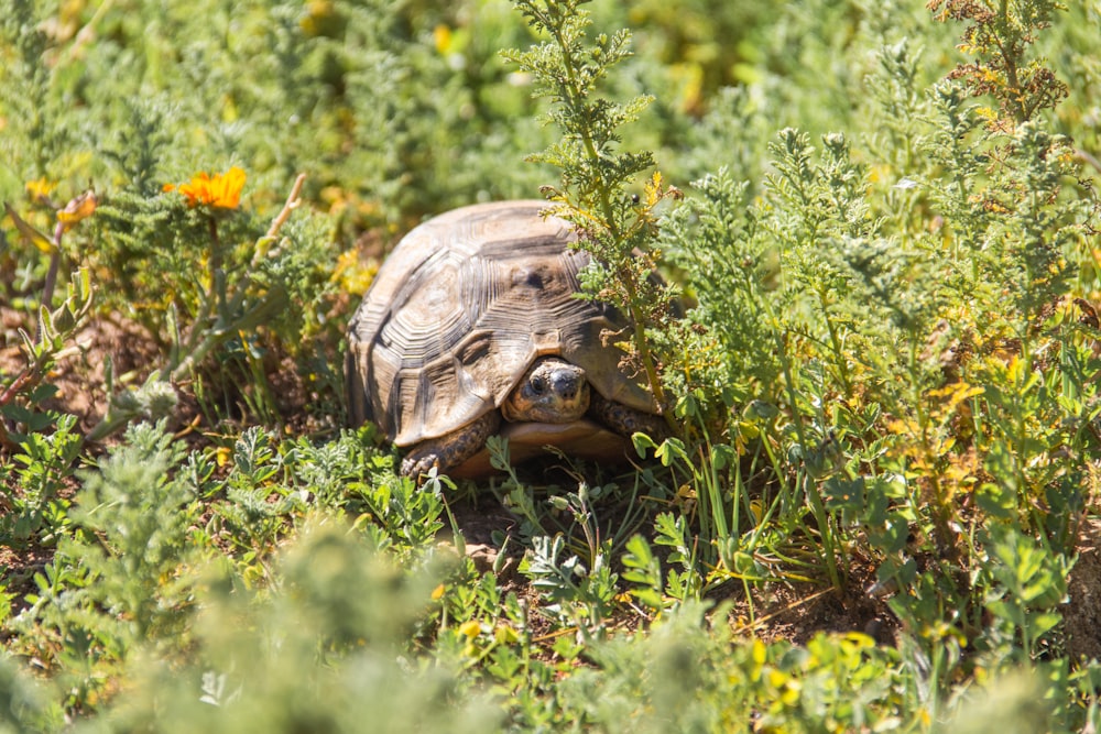 Braune Schildkröte auf grünem Gras während des Tages