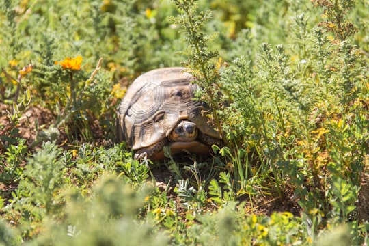 brown turtle on green grass during daytime in Langebaan South Africa