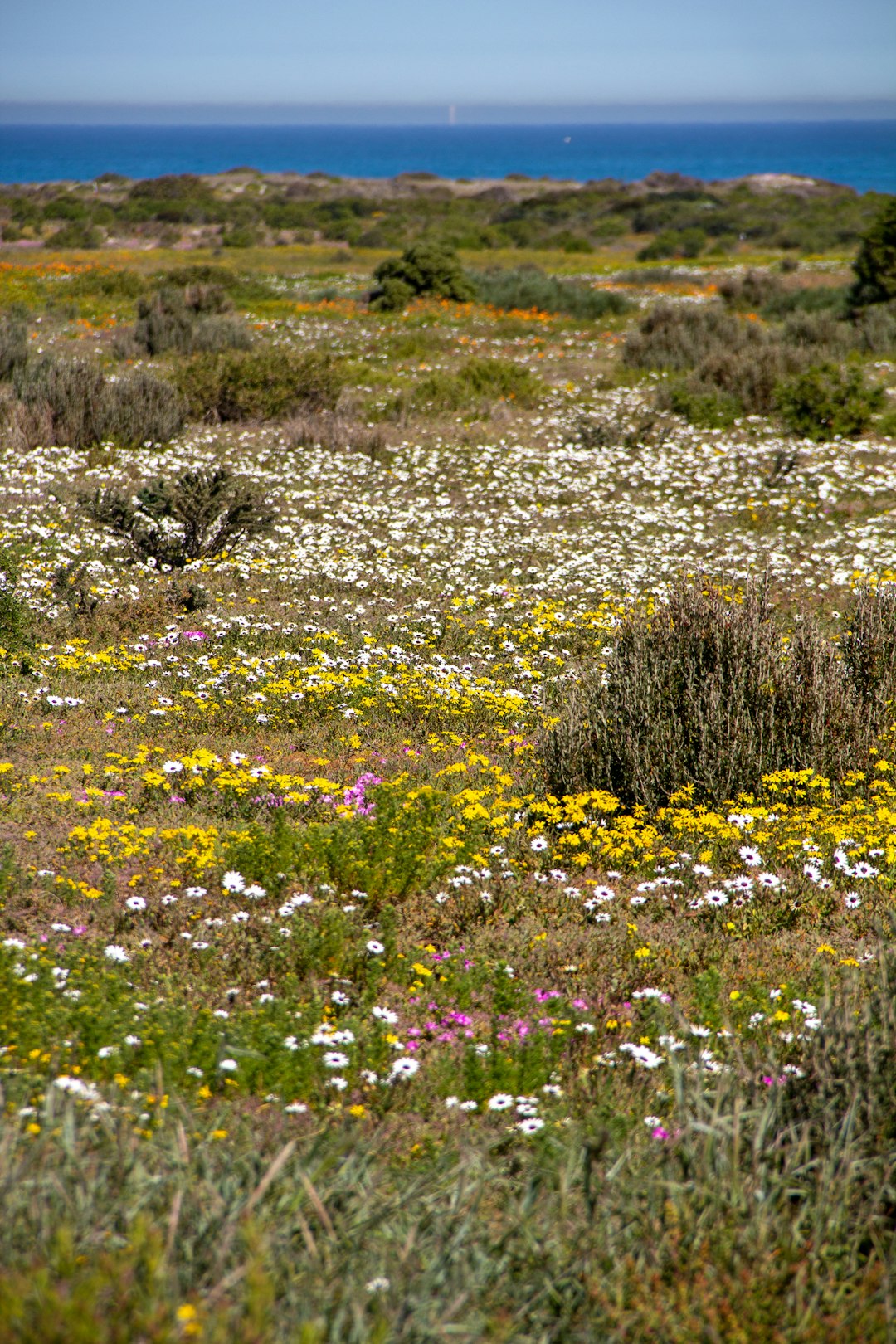 Tundra photo spot Langebaan South Africa