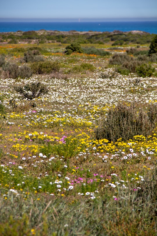 yellow flowers on green grass field during daytime in Langebaan South Africa