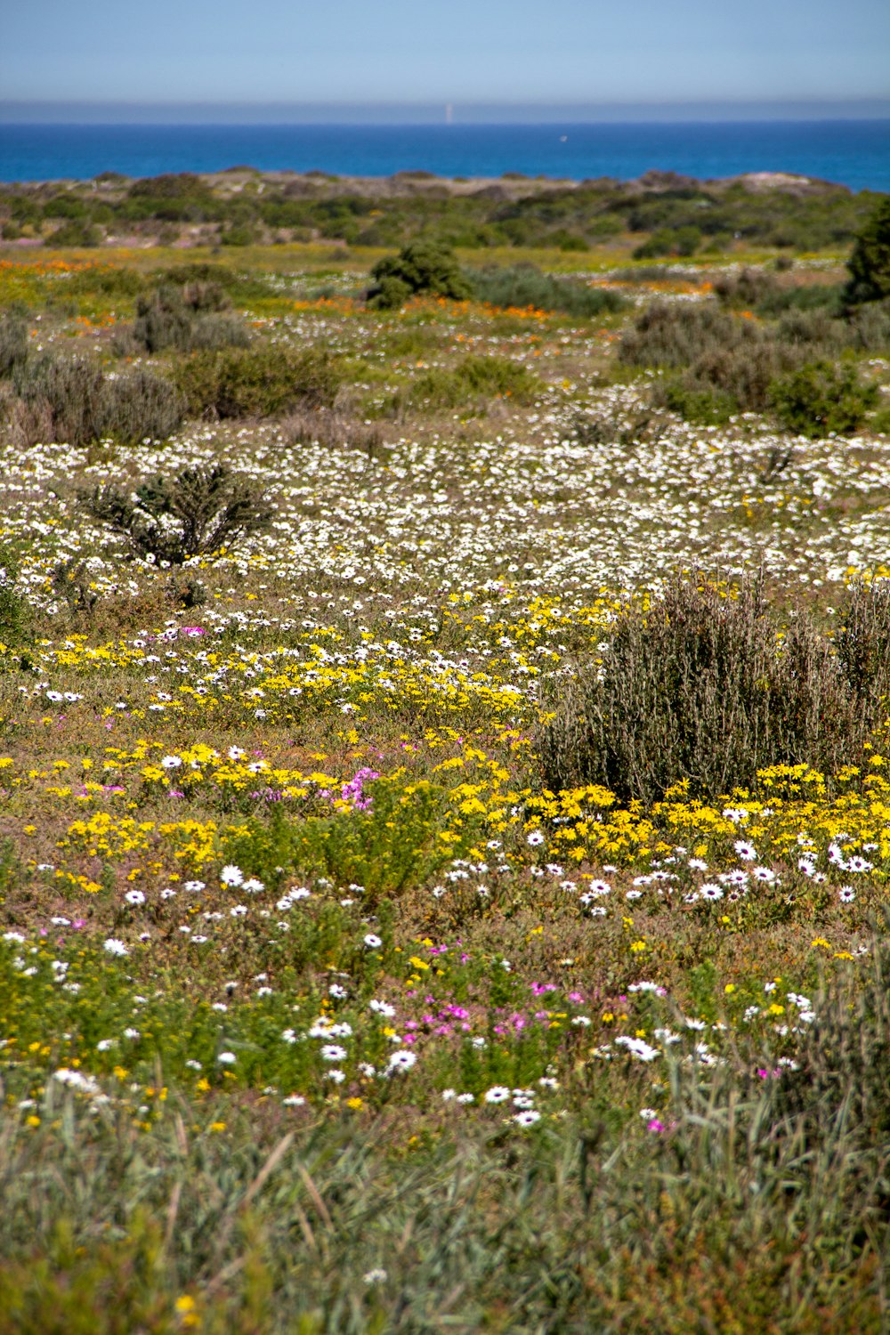 yellow flowers on green grass field during daytime