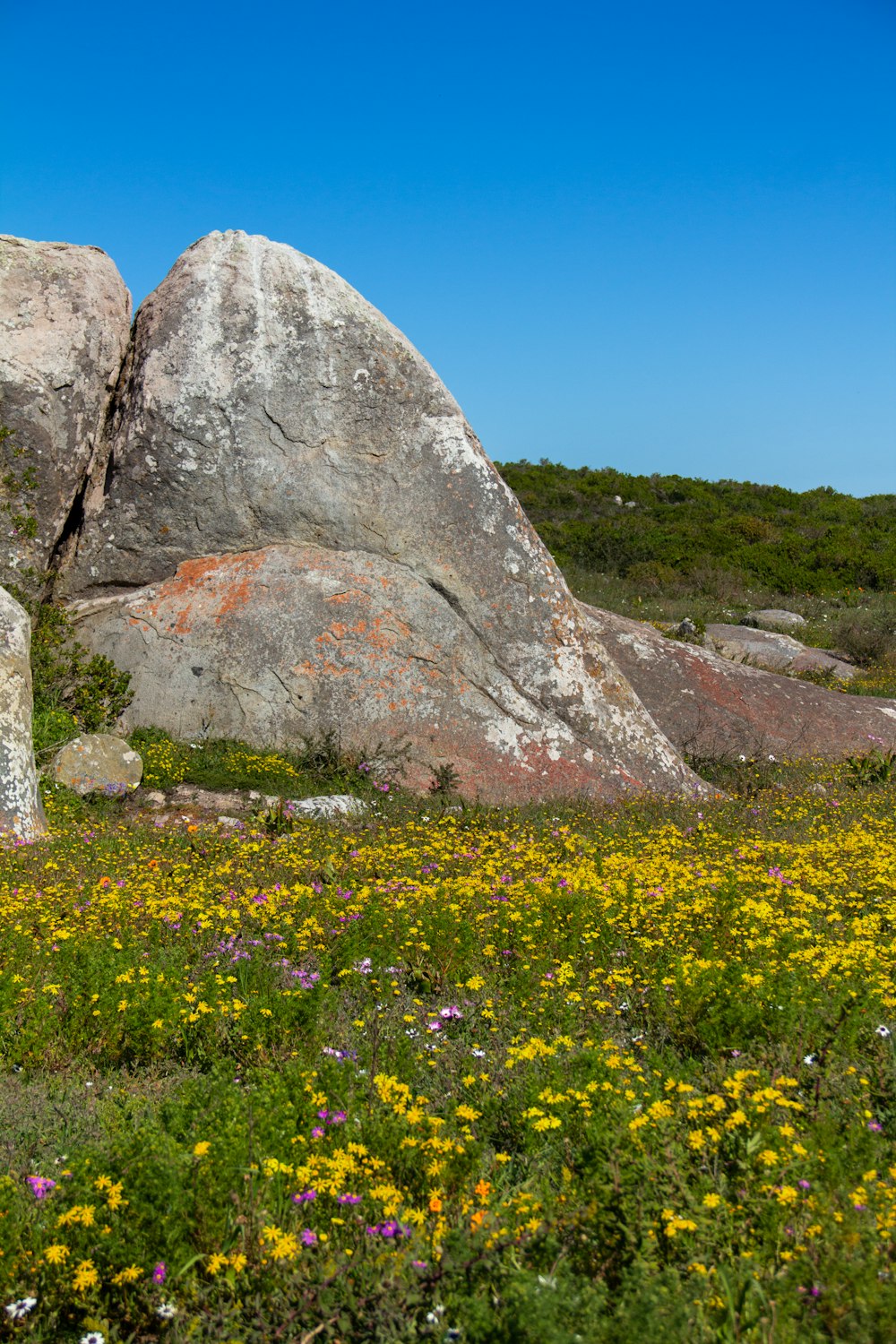 yellow flower field near gray rock formation under blue sky during daytime