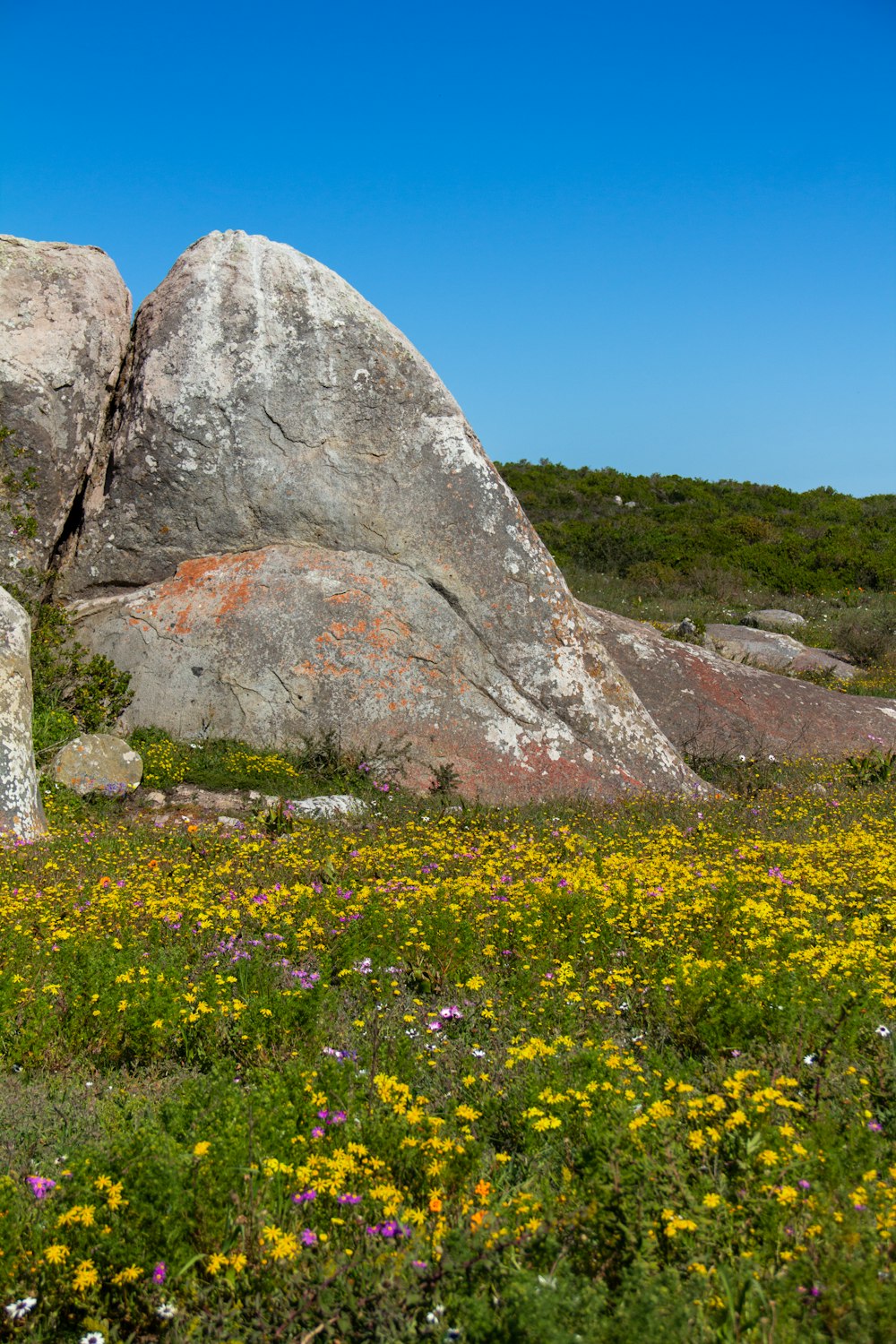 campo de flores amarelas perto da formação rochosa cinza sob o céu azul durante o dia