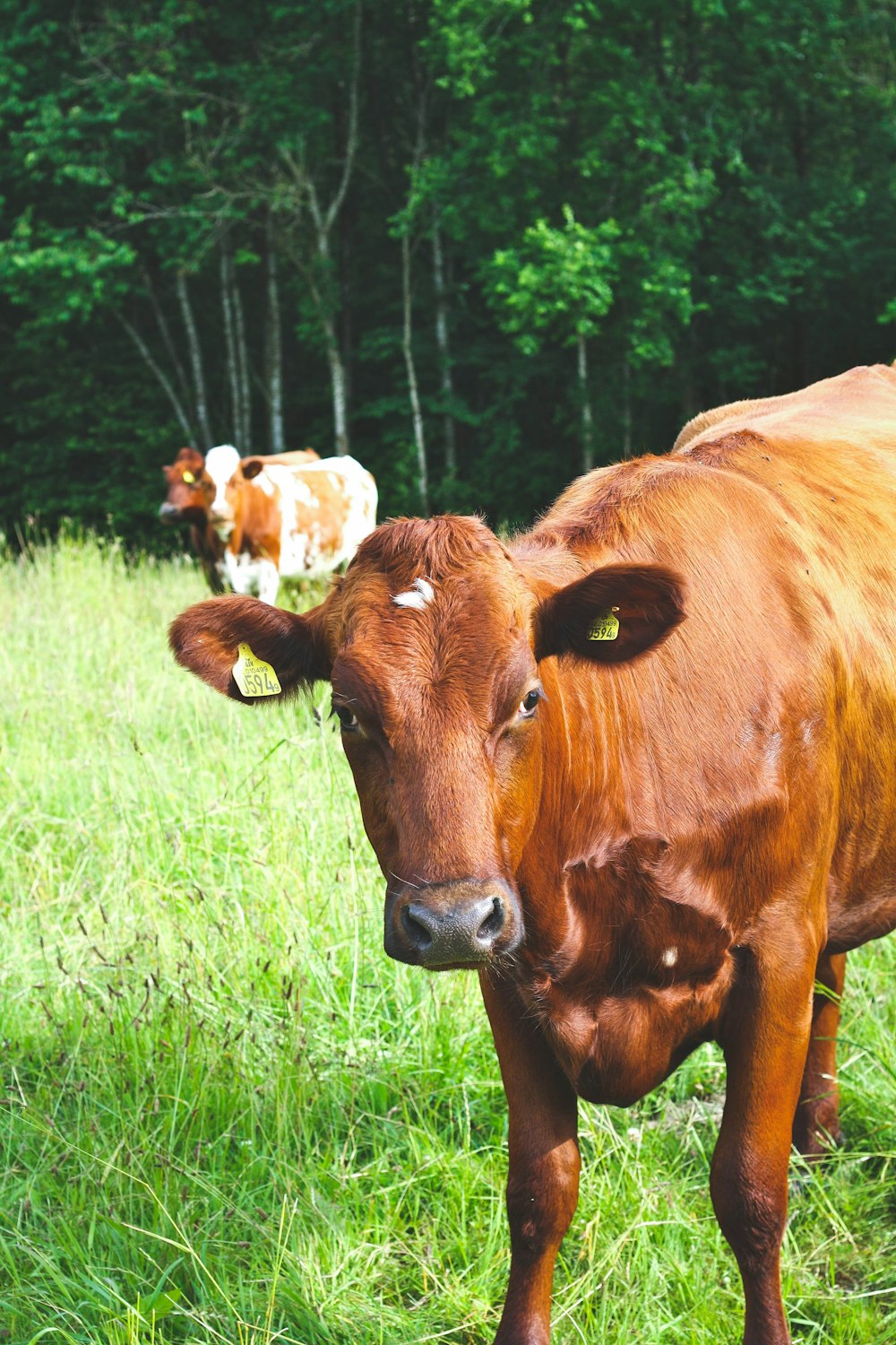 brown cow on green grass field during daytime