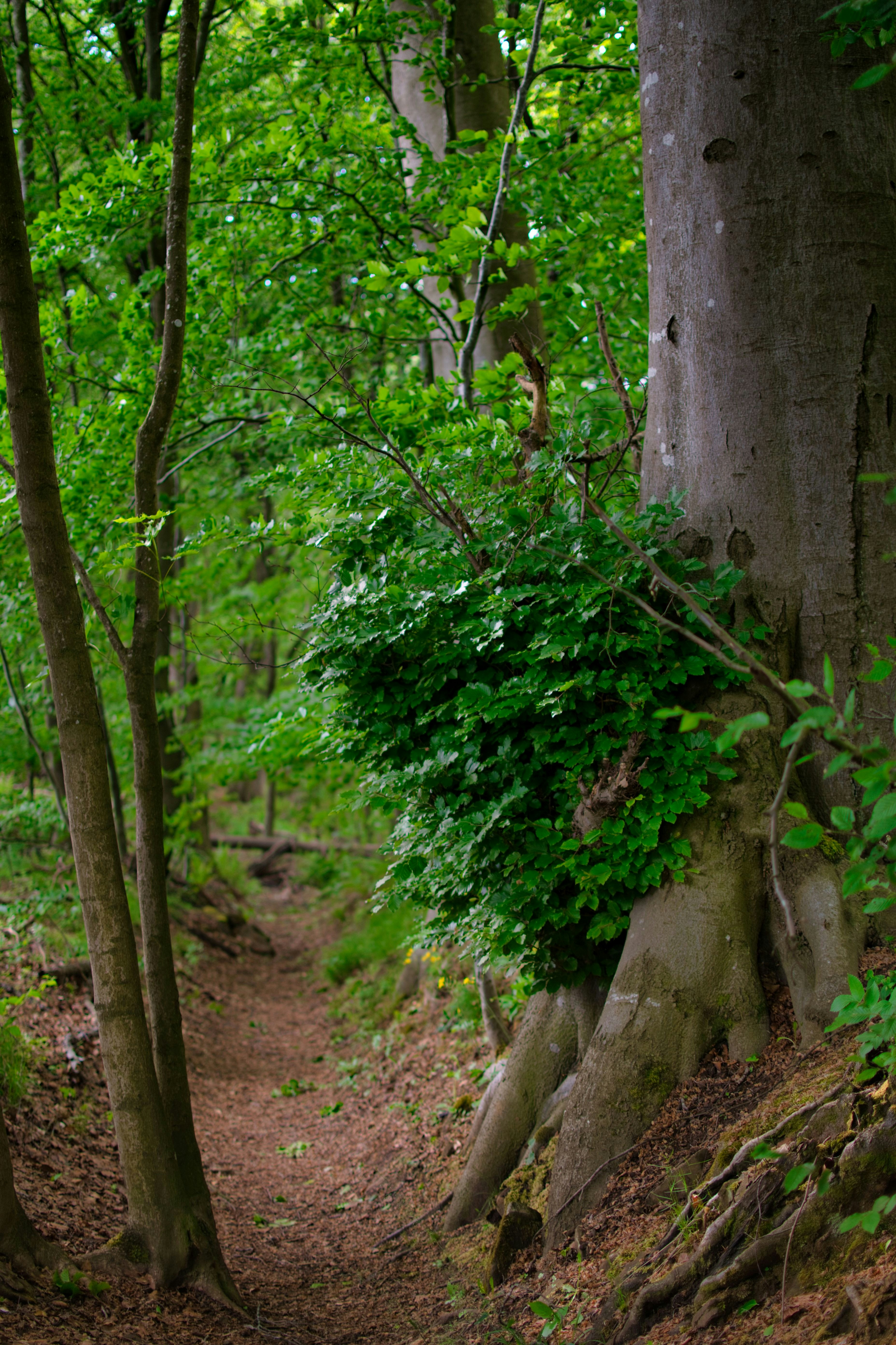 Photo by gabor_koszegi