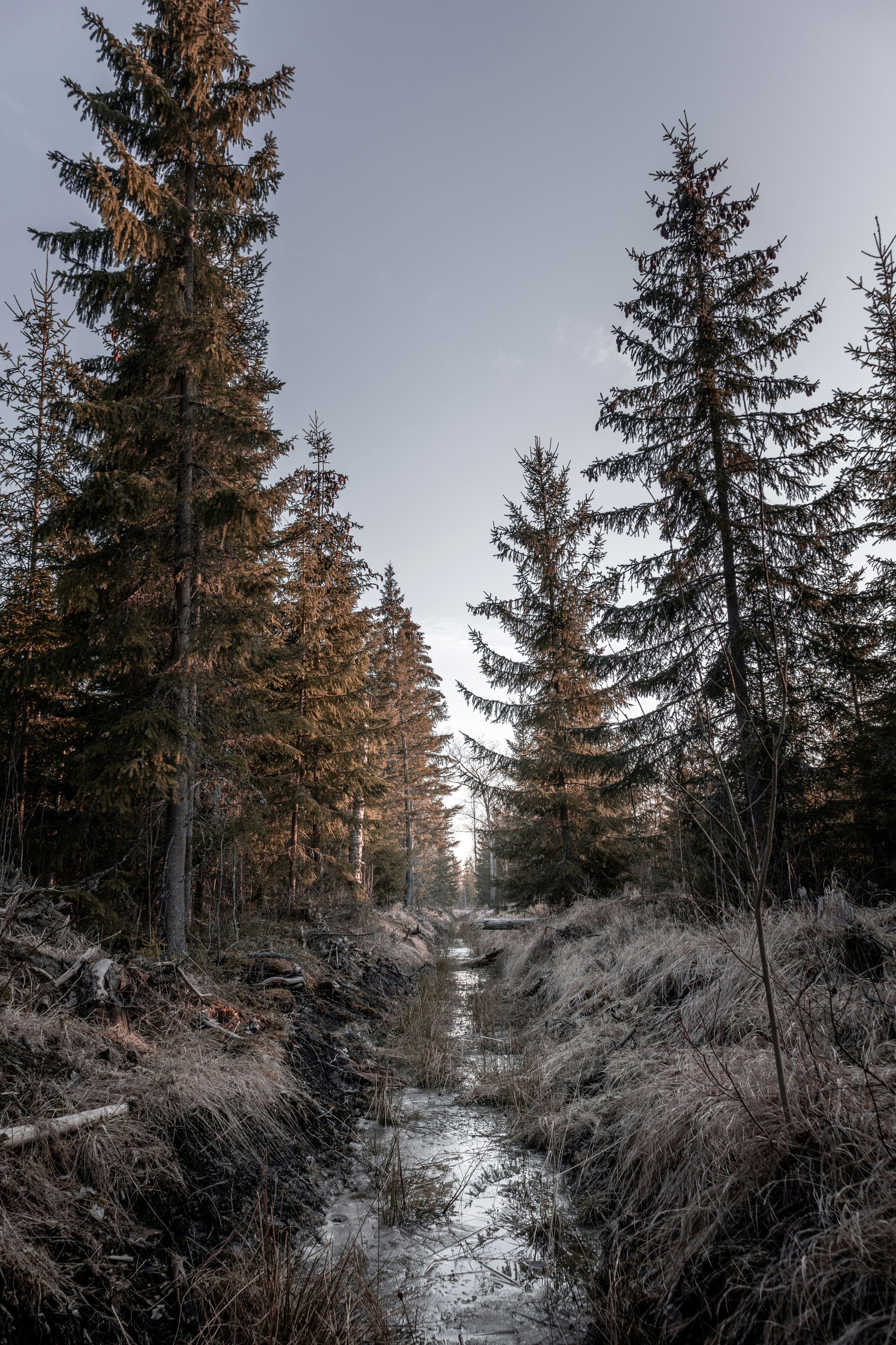 green trees on snow covered ground under blue sky during daytime