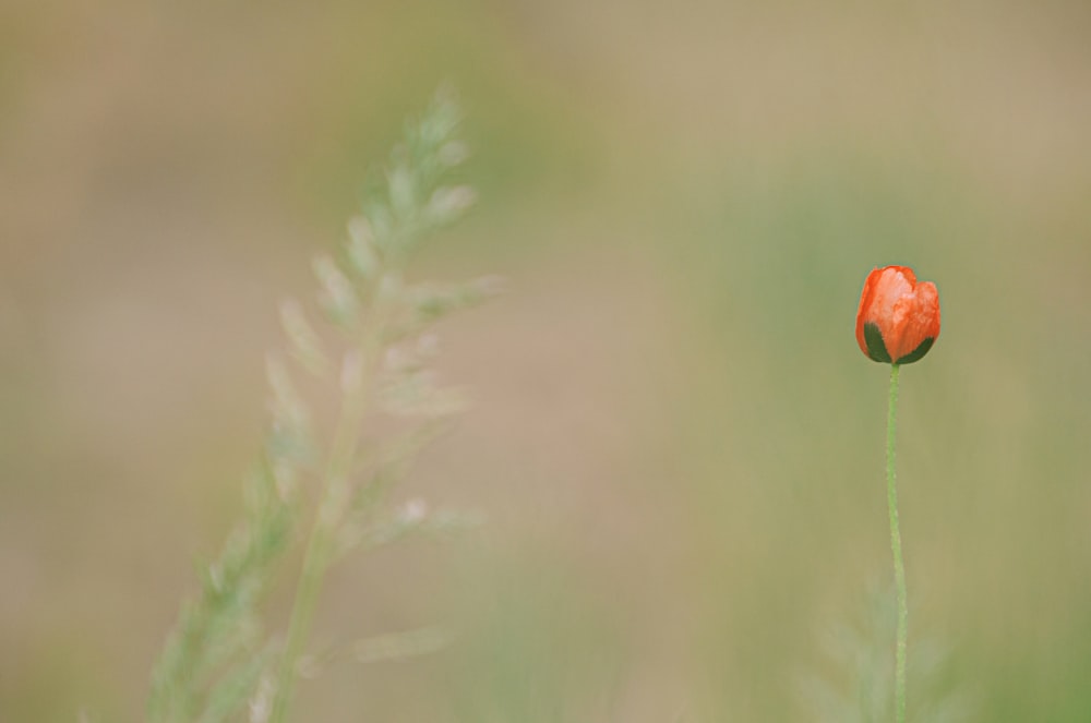 red flower bud in tilt shift lens