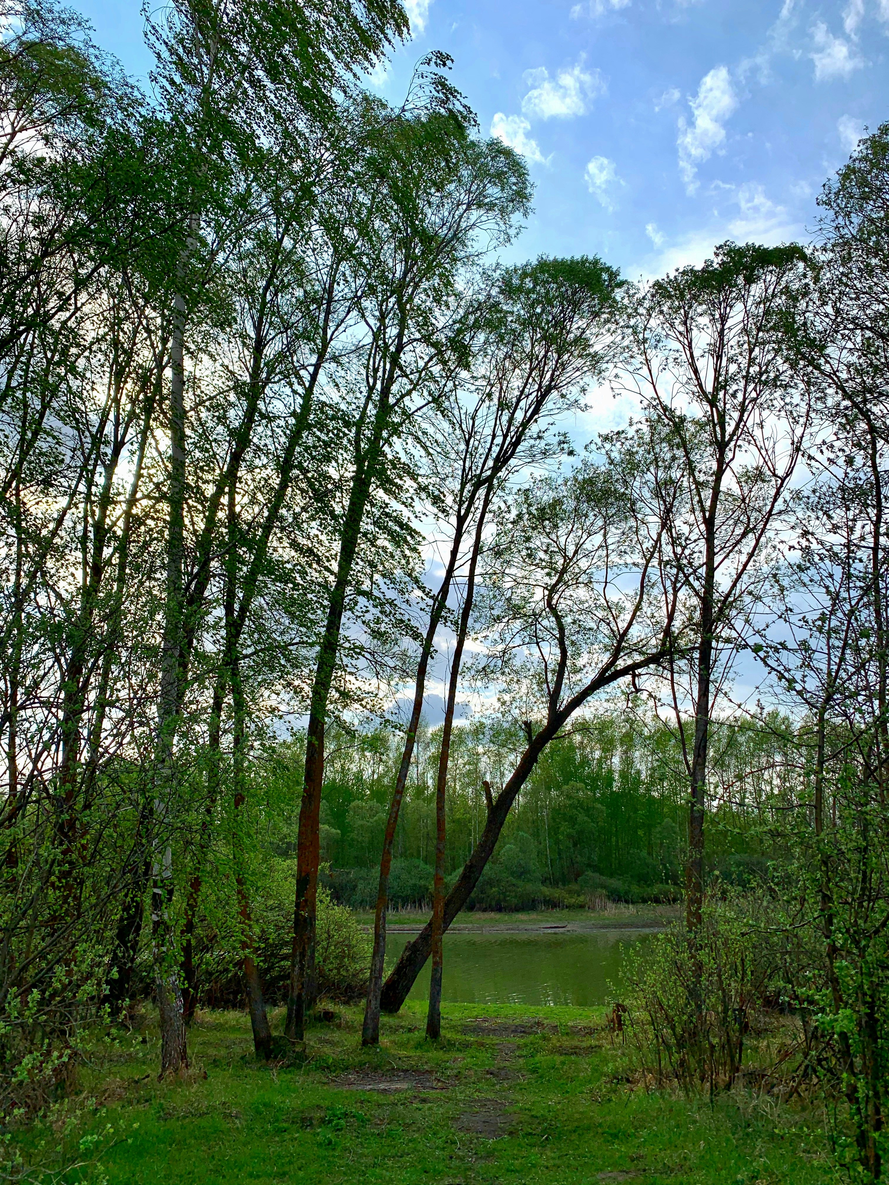 Green trees near river during daytime photo – Free Nature Image on Unsplash