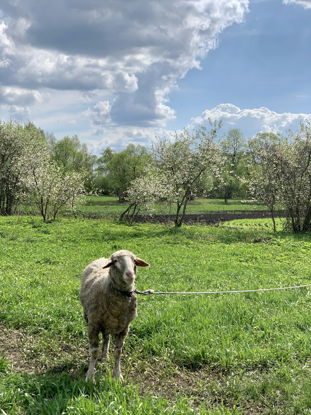 pecore bianche sul campo di erba verde durante il giorno