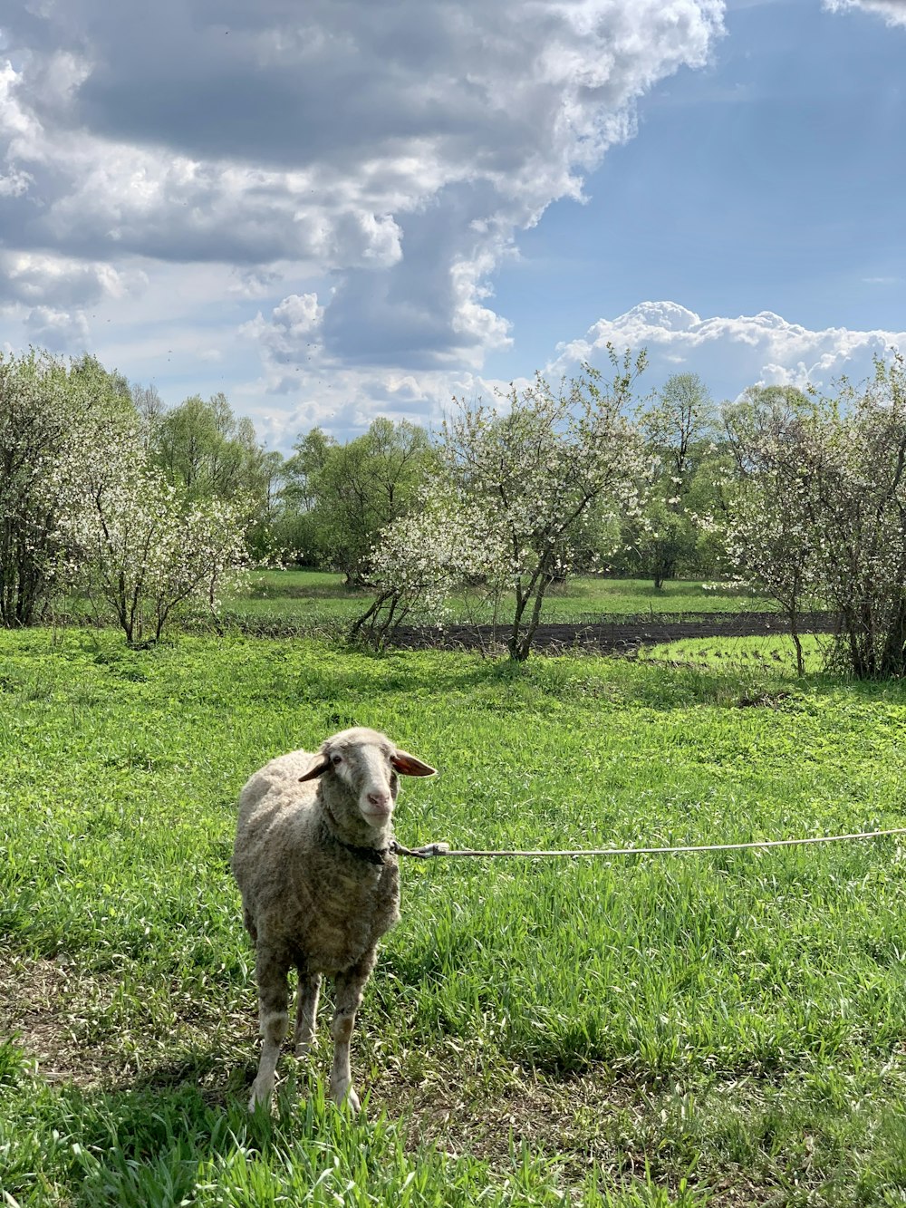 ovelha branca no campo verde da grama durante o dia