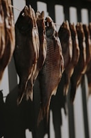 group of fish on display