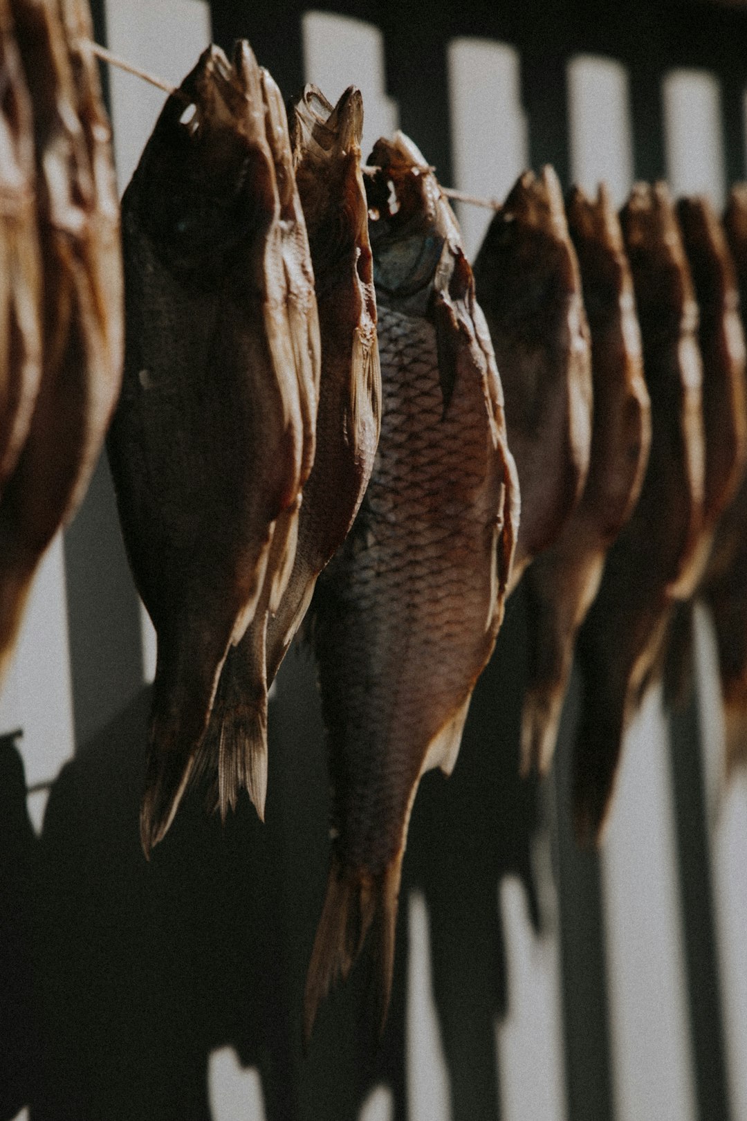 group of fish on display