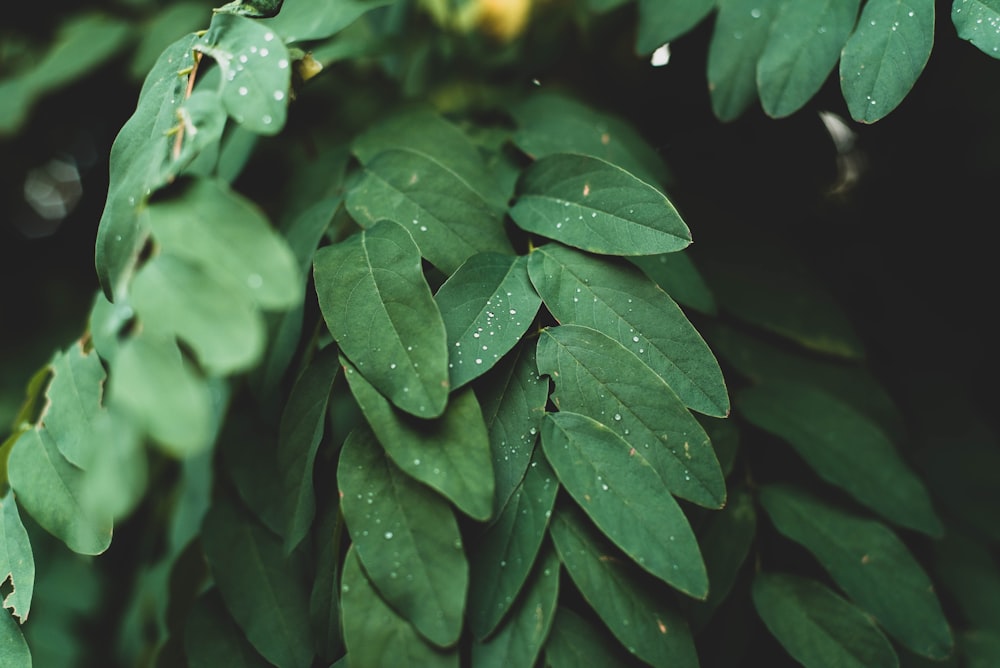 water droplets on green leaves