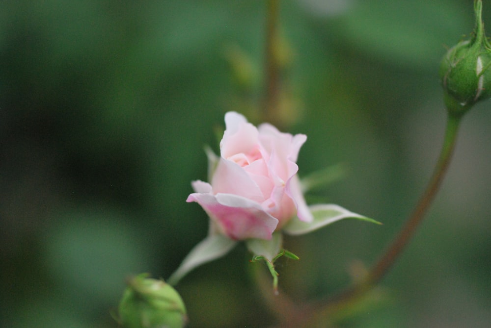 pink flower in tilt shift lens