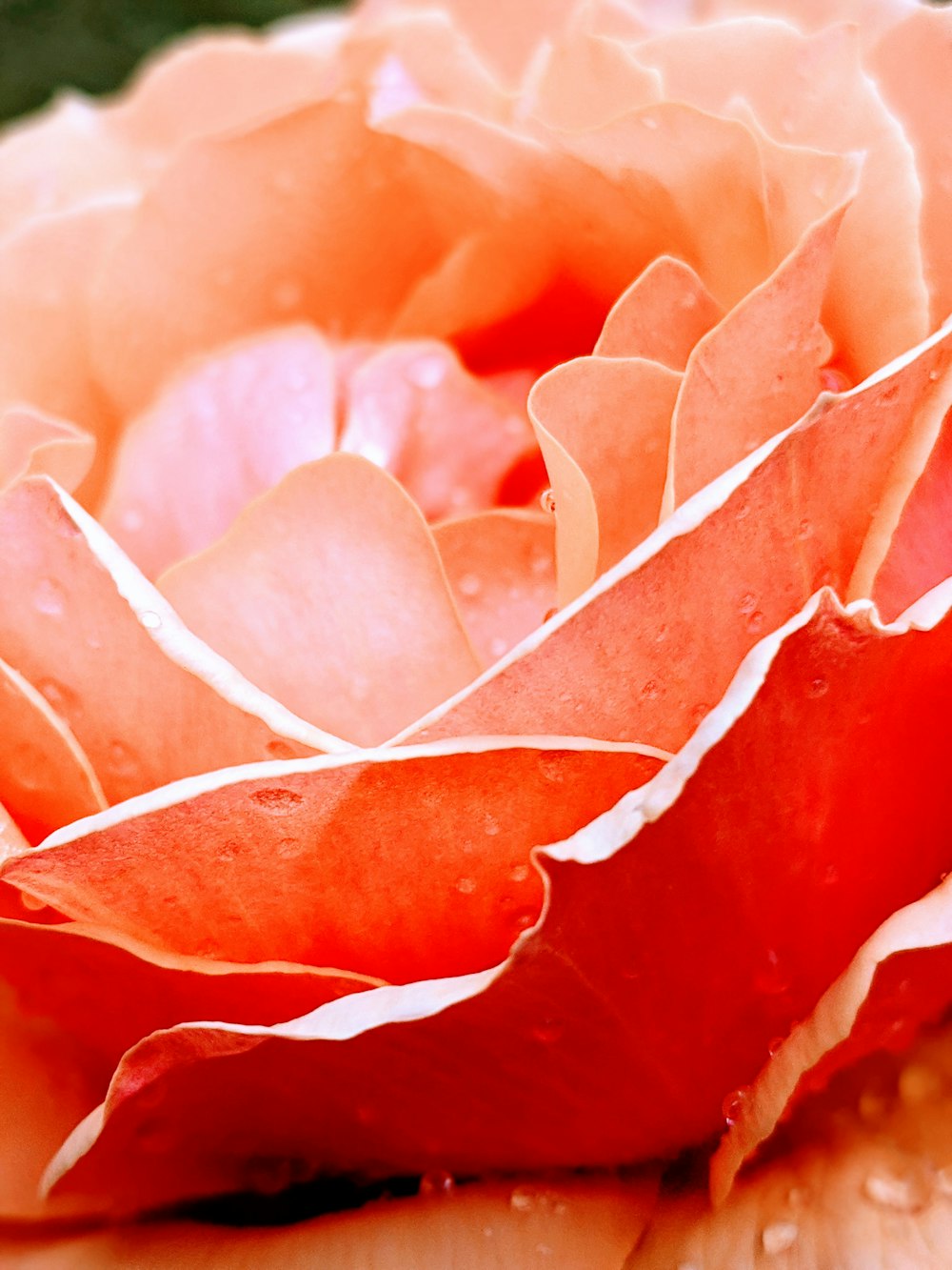 macro photography of red flower