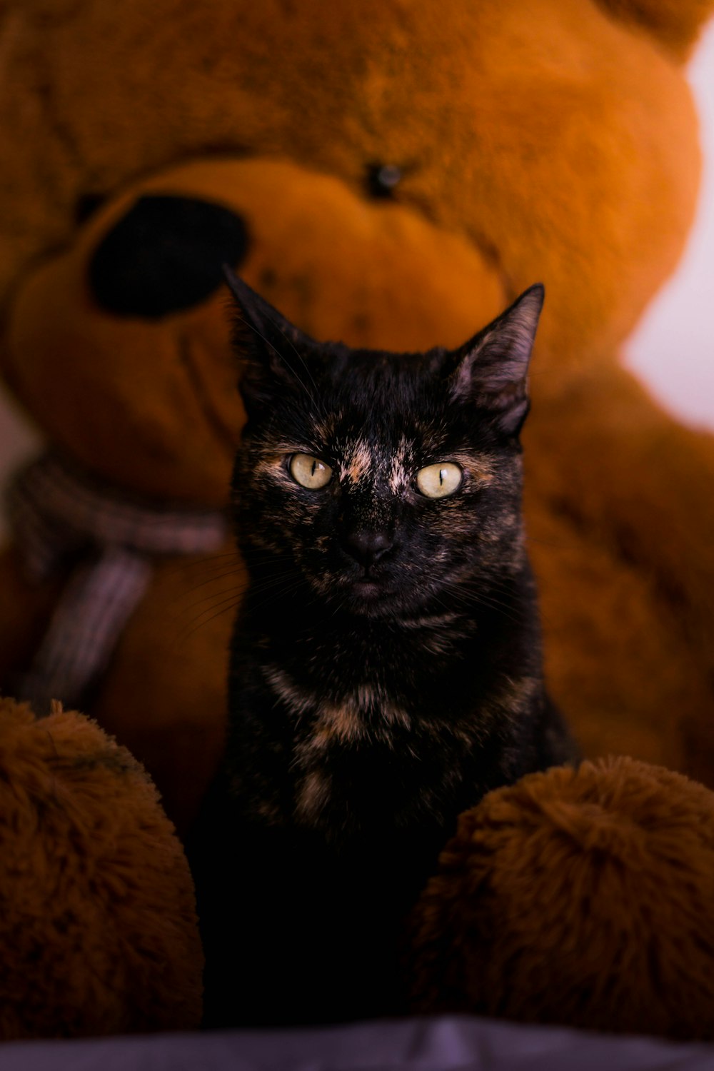 갈색 테디 베어 옆에 앉아있는 검은 고양이