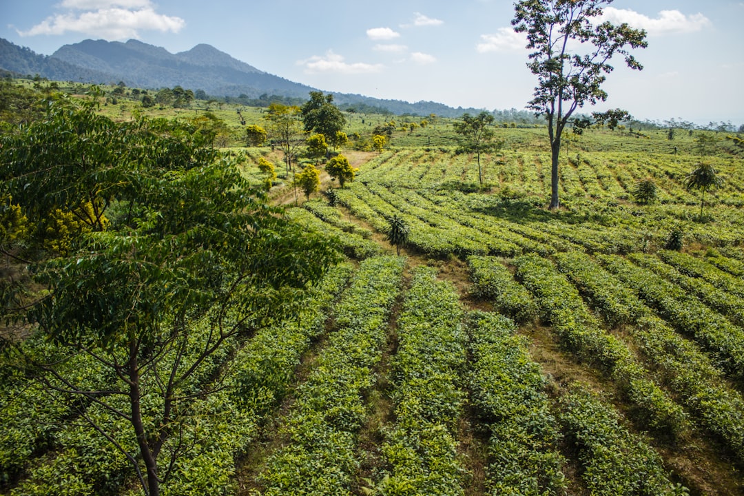 travelers stories about Hill station in Ciater, Indonesia