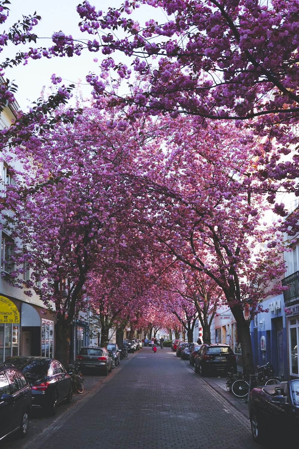 pink cherry blossom tree near white building during daytime