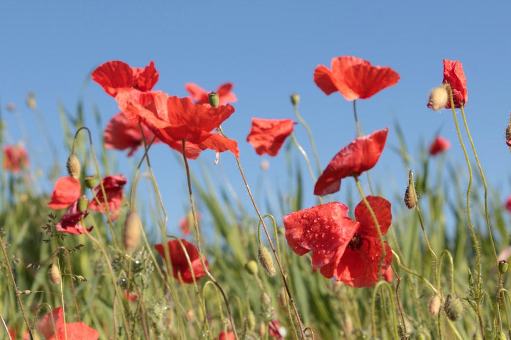 red flowers under blue sky during daytime