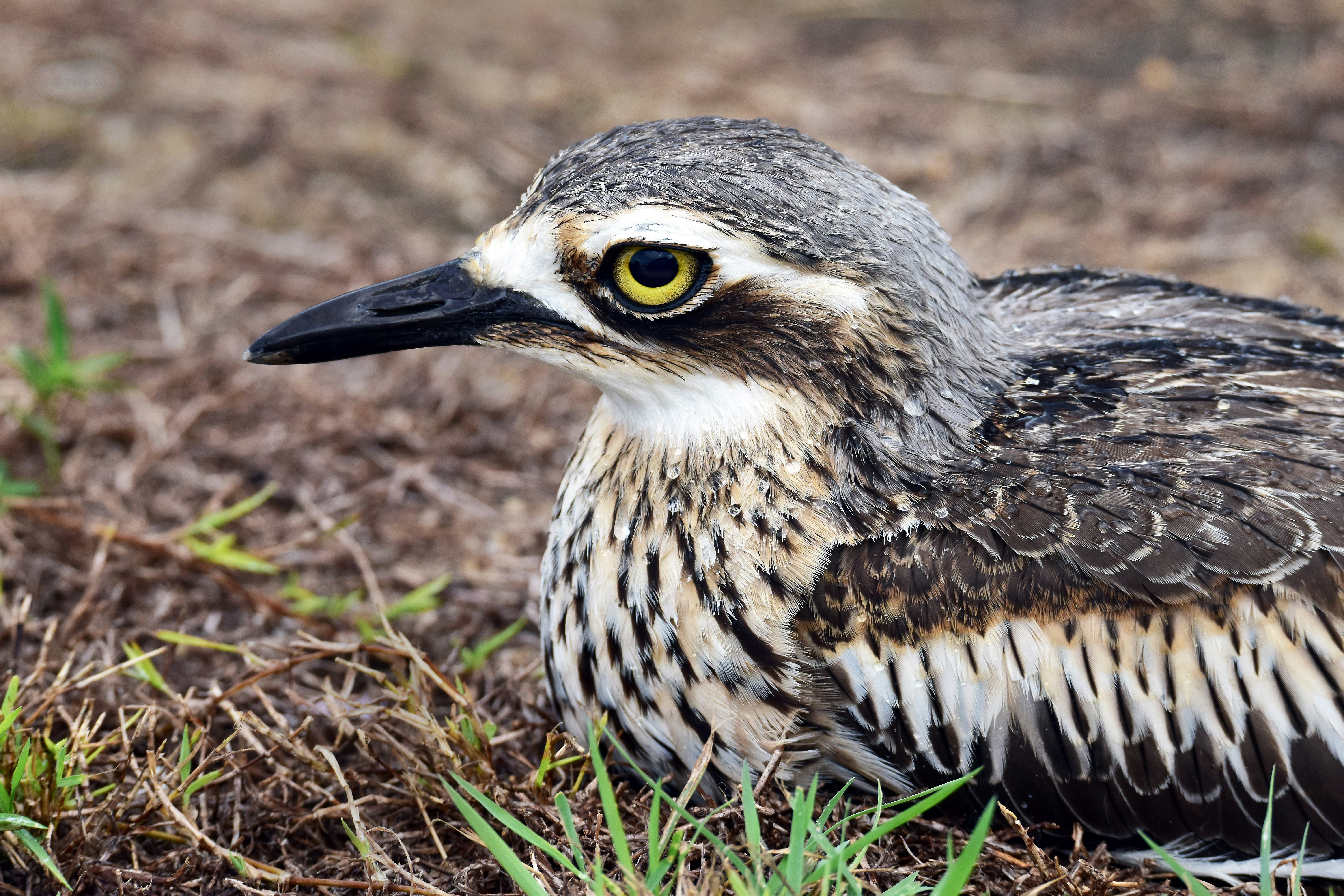 black and white bird on green grass