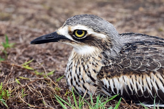 black and white bird on green grass in Cairns Australia