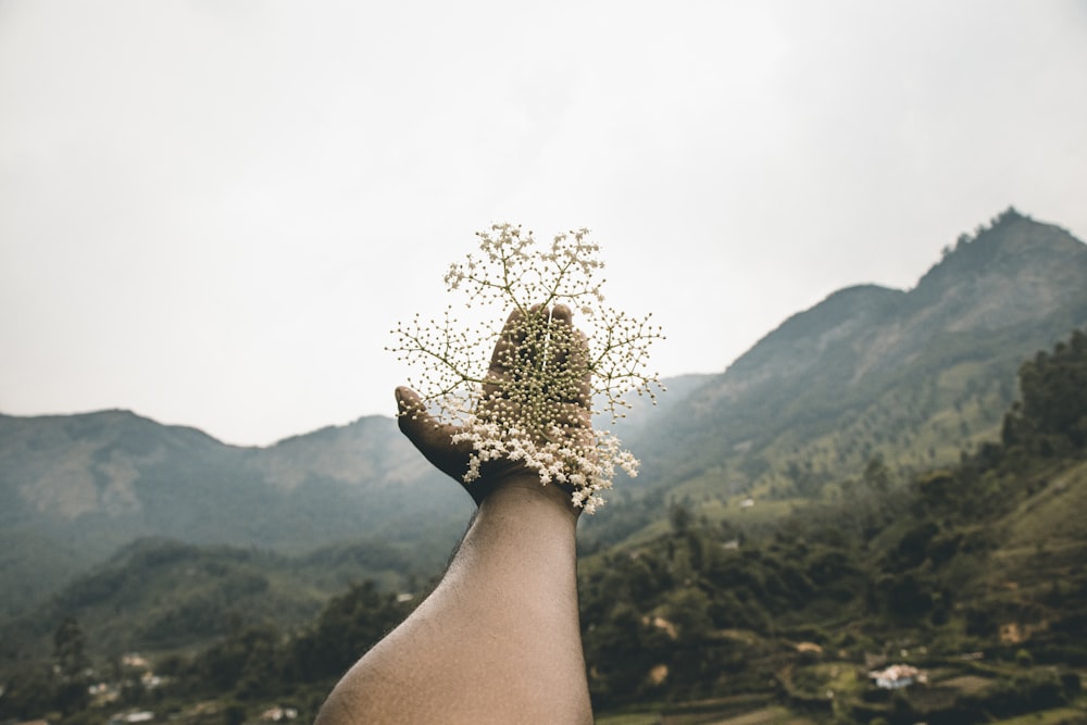 person holding brown and green plant