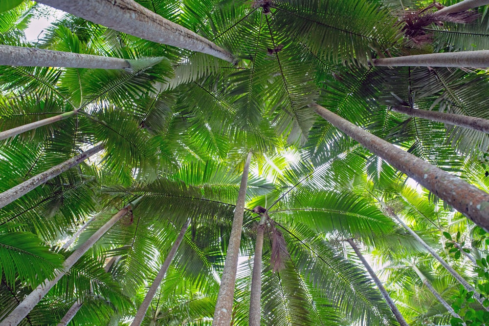 a view up into the canopy of a palm tree