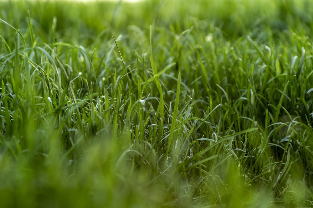 green grass field during daytime