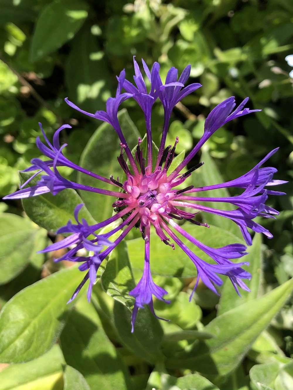 purple flower in macro shot