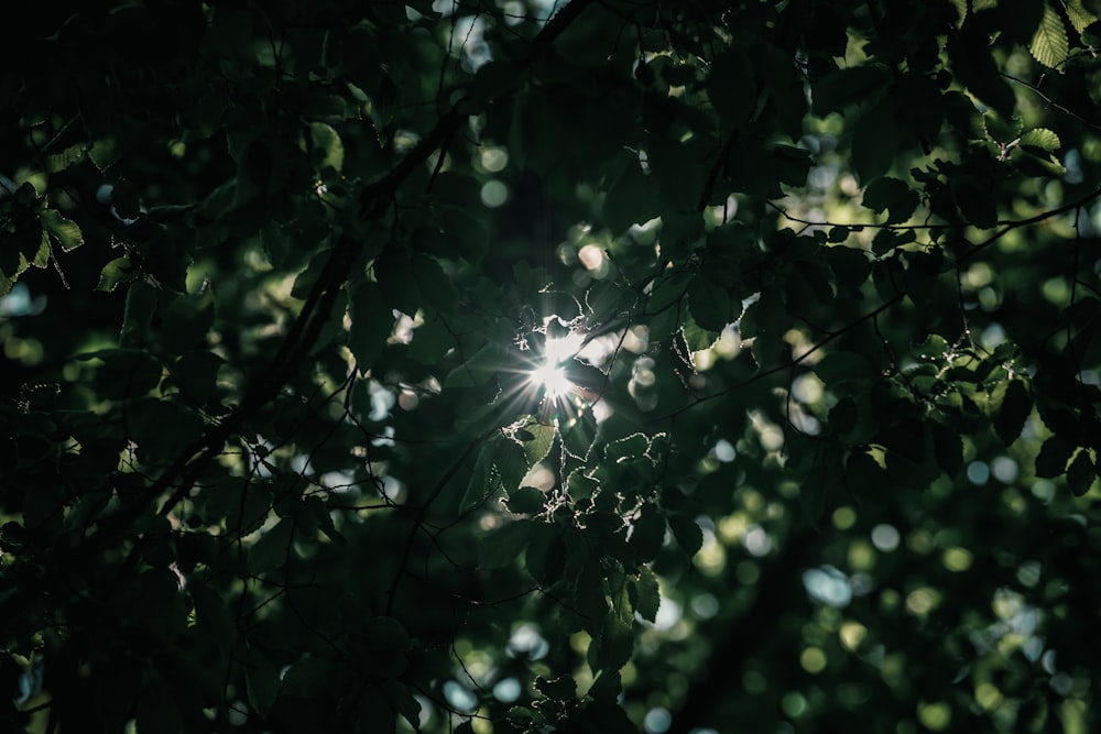 folhas verdes com raios de sol