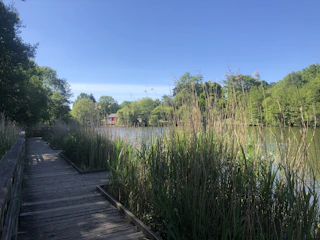 A serene lakeside boardwalk winding through lush greenery under a clear blue sky.