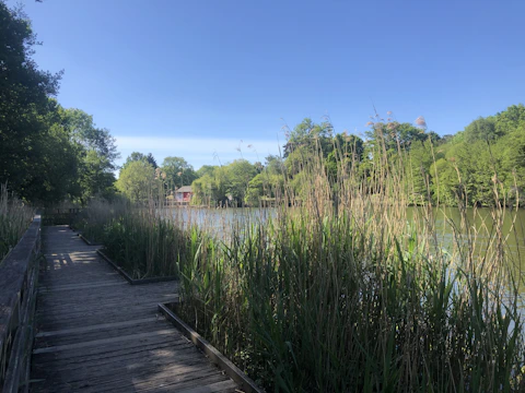A serene lakeside boardwalk winding through lush greenery under a clear blue sky.