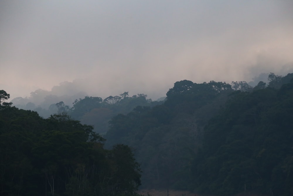 green trees on mountain during foggy day