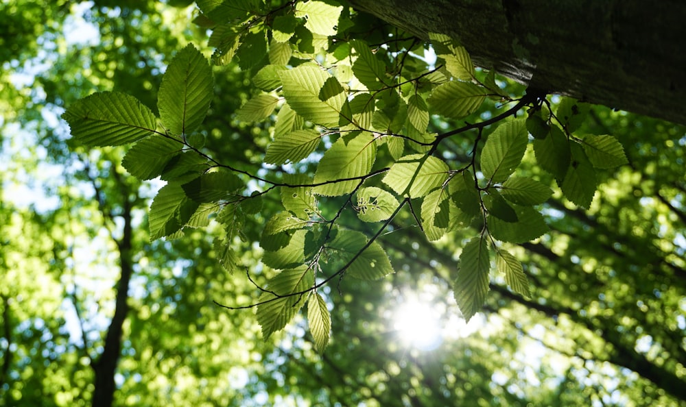 feuilles vertes sur la branche de l’arbre pendant la journée