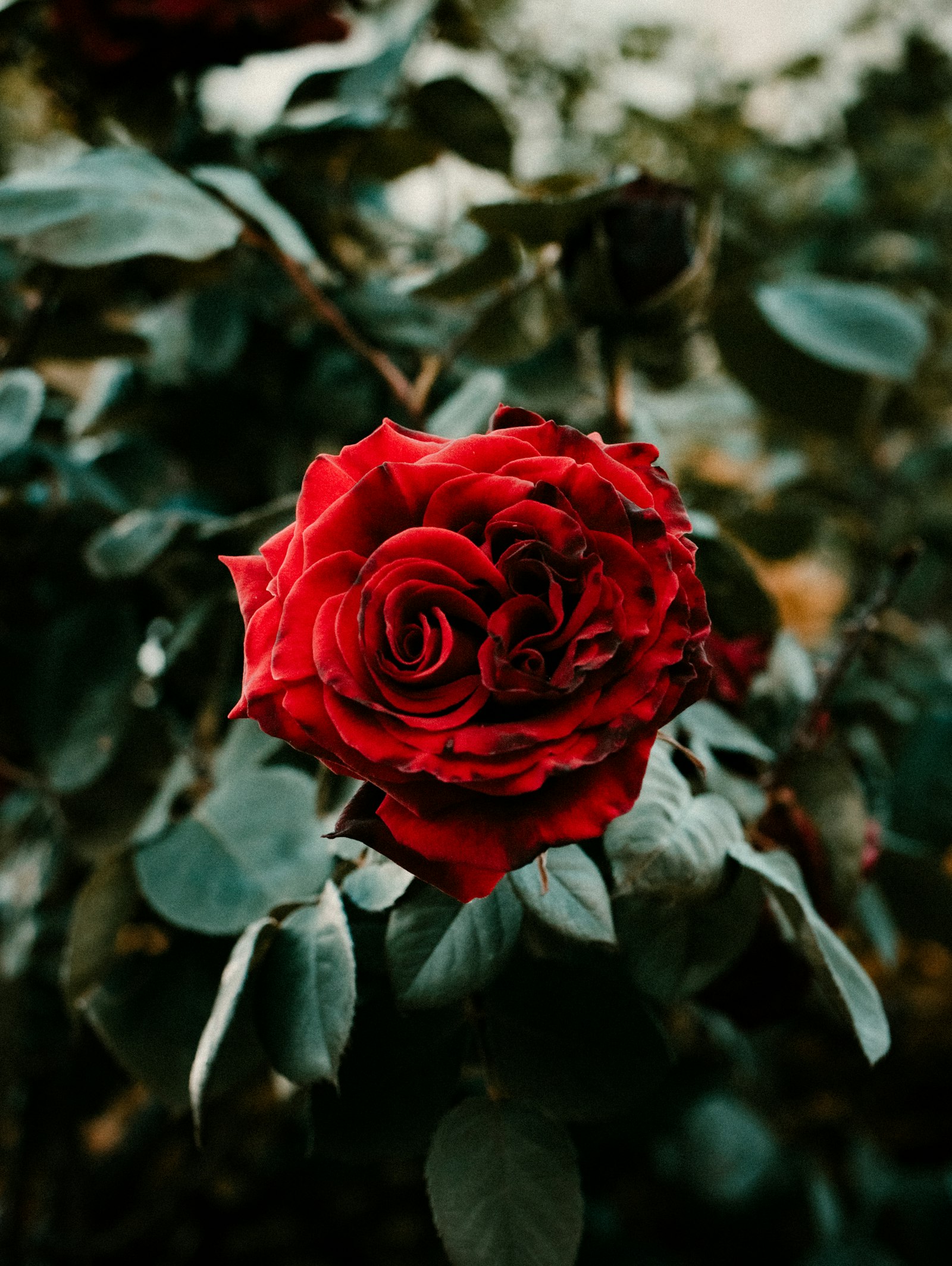 Canon EOS 750D (EOS Rebel T6i / EOS Kiss X8i) + Canon EF-S 35mm F2.8 Macro IS STM sample photo. Red rose in bloom photography