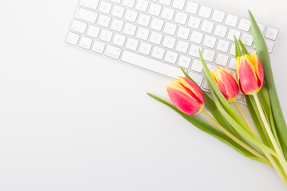 pink tulips on white surface