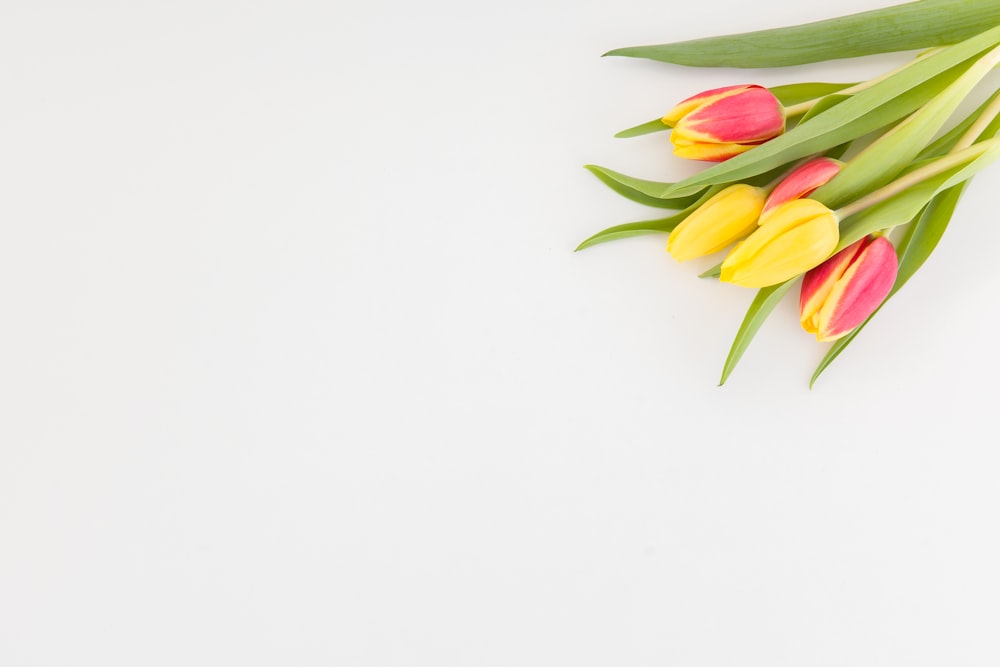 yellow and green flower on white surface