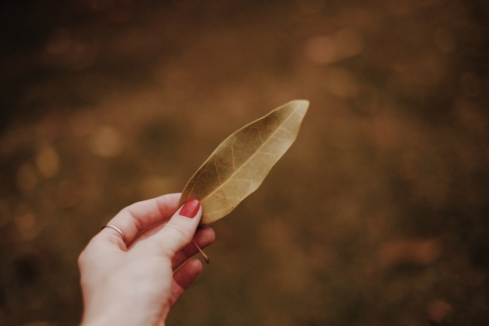 brown leaf on persons hand