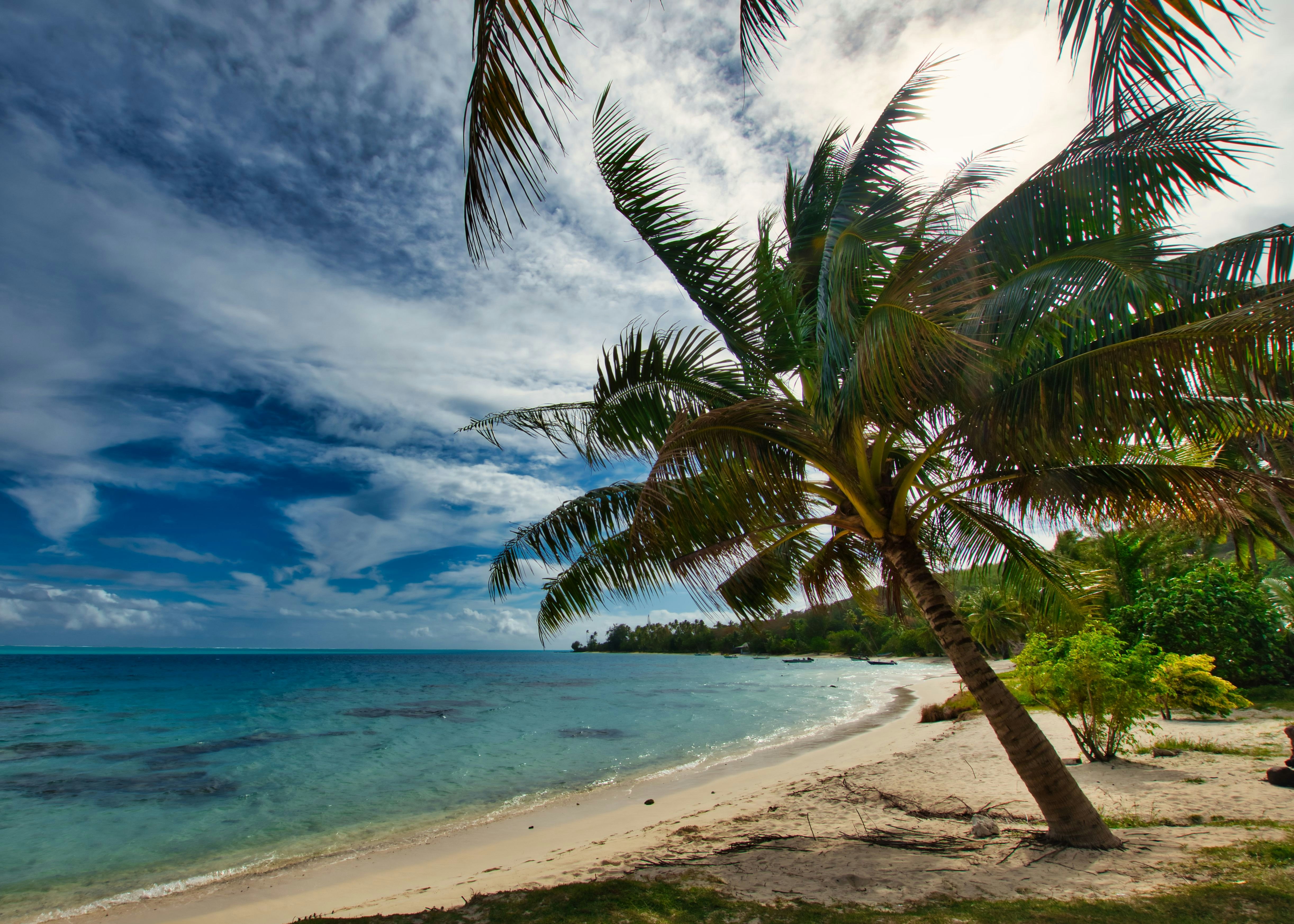 palm tree near body of water during daytime, 